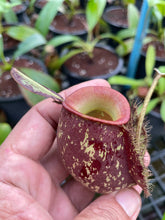 Load image into Gallery viewer, N. ampullaria x ampullaria &#39;Black Miracle&#39;
