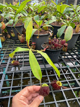 Load image into Gallery viewer, N. ampullaria x ampullaria &#39;Black Miracle&#39;
