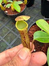 Load image into Gallery viewer, N.campanulata x (boschiana x veitchii) - Wholesale Lot of 10
