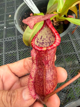 Load image into Gallery viewer, N.suratensis x (boschiana x veitchii)

