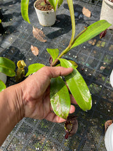 Load image into Gallery viewer, N. ampullaria &#39;Super Black Variegated&#39;
