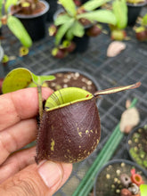 Load image into Gallery viewer, N. ampullaria x ampullaria &#39;Black Miracle&#39; - Specimen 2
