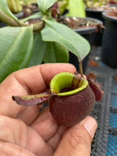 Load image into Gallery viewer, N. ampullaria &#39;Rainbow Lips&#39; - Specimen 1
