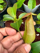 Load image into Gallery viewer, N. northiana x truncata - Wholesale Lot of 10
