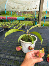 Load image into Gallery viewer, N.viking x ampullaria 'Candy Stripes' - Female Specimen 1
