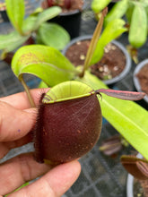 Load image into Gallery viewer, N. ampullaria &#39;Rainbow Lips&#39; - Specimen 2
