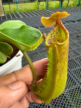 Load image into Gallery viewer, N. truncata
