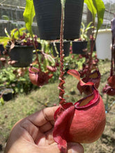 Load image into Gallery viewer, N. mirabilis &#39;Trang-Bizarre&#39; x (viking ampullaria &#39;Black Miracle&#39;) - Specimen 3
