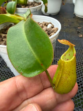 Load image into Gallery viewer, N. veitchii - Specimen 6
