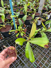 Load image into Gallery viewer, N. ampullaria x ampullaria &#39;Black Miracle&#39;
