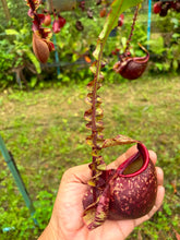Load image into Gallery viewer, N. mirabilis var. 'Trang-Bizarre' x (viking x ampullaria)
