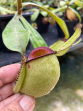 Load image into Gallery viewer, N. ampullaria &#39;Hot Lips&#39; - Specimen 1 - XL Plant
