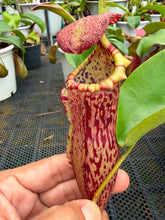 Load image into Gallery viewer, N.campanulata x (boschiana x veitchii)
