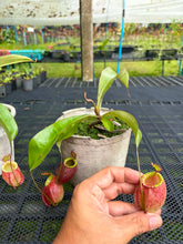 Load image into Gallery viewer, N.viking x ampullaria 'Candy Stripes' - Female Specimen 2
