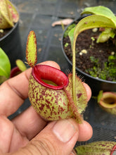 Load image into Gallery viewer, N. (viking x Hookeriana) x ampullaria - Wholesale Lots of 10 Plants
