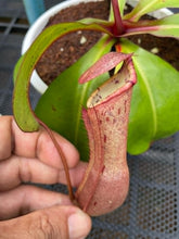 Load image into Gallery viewer, N. northiana red x clipeata
