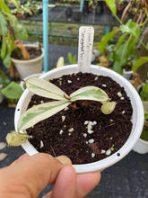 Load image into Gallery viewer, N. ampullaria &#39;Variegated&#39; - Specimen 1

