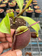 Load image into Gallery viewer, N. ampullaria &#39;Rainbow Lips&#39; - Specimen 5
