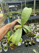 Load image into Gallery viewer, N. ampullaria &#39;Speckled Variegated&#39; - Specimen 1
