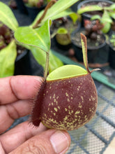 Load image into Gallery viewer, N. ampullaria x ampullaria &#39;Black Miracle&#39; - Specimen 3
