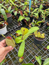 Load image into Gallery viewer, N. ampullaria &#39;Speckled Hot Lips&#39;
