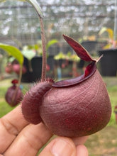 Load image into Gallery viewer, N.(viking x Hookeriana) x ampullaria &#39;Black Miracle&#39; - Specimen 2
