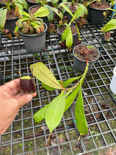 Load image into Gallery viewer, N. ampullaria x ampullaria &#39;Black Miracle&#39;
