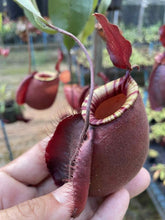 Load image into Gallery viewer, N. viking x ampullaria &#39;Black Miracle&#39; - Specimen 1
