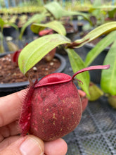 Load image into Gallery viewer, N. ampullaria &#39;Tricolor&#39; - Specimen 4
