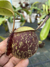 Load image into Gallery viewer, N. ampullaria &#39;Speckled&#39; x ampullaria &#39;Black Miracle&#39; - Specimen 2
