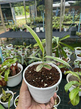 Load image into Gallery viewer, N. gracilis &#39;Variegated&#39; - Specimen 1
