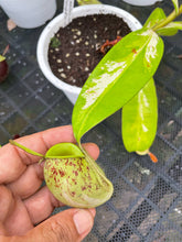 Load image into Gallery viewer, N. ampullaria &#39;Speckled Variegated&#39; - XXL Plant
