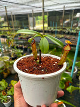 Load image into Gallery viewer, N.campanulata x maxima
