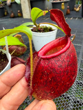 Load image into Gallery viewer, N.ampullaria x ((viking x ampullaria) x northiana) - Specimen 1
