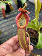 Load image into Gallery viewer, N. (rokko x boschiana) x veitchii - XL Specimen
