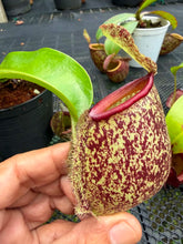 Load image into Gallery viewer, N.ampullaria x ((viking x ampullaria) x northiana) - Specimen 2
