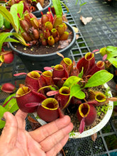 Load image into Gallery viewer, N. ampullaria 'Candy Stripes' - Specimen 1
