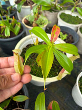 Load image into Gallery viewer, N. mirabilis var. 'Trang-Bizarre' x northiana
