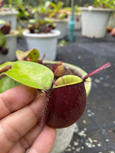 Load image into Gallery viewer, N. ampullaria &#39;Rainbow Lips&#39; - XL Plant - Specimen 3
