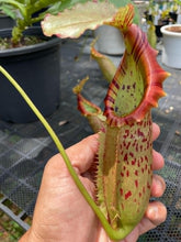 Load image into Gallery viewer, N. veitchii x northiana - XL Plant - Specimen 1
