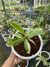 Load image into Gallery viewer, N. mirabilis &#39;Variegated&#39; - Specimen 1
