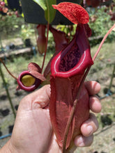 Load image into Gallery viewer, N.mirabilis x (maxima dark x (lowii x veitchii)) - Specimen 1
