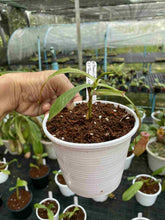 Load image into Gallery viewer, N.thorelii (d) - EP Clone - Confirmed Female!
