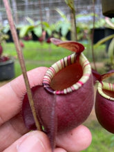 Load image into Gallery viewer, N. (viking x ampullaria) x ampullaria &#39;Black Miracle&#39; - Specimen 2
