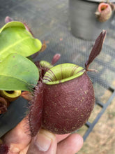 Load image into Gallery viewer, N. ampullaria &#39;Green&#39; x ampullaria &#39;Black Miracle&#39; - Specimen 2
