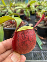 Load image into Gallery viewer, N. ampullaria &#39;Tricolor&#39; - Specimen 2
