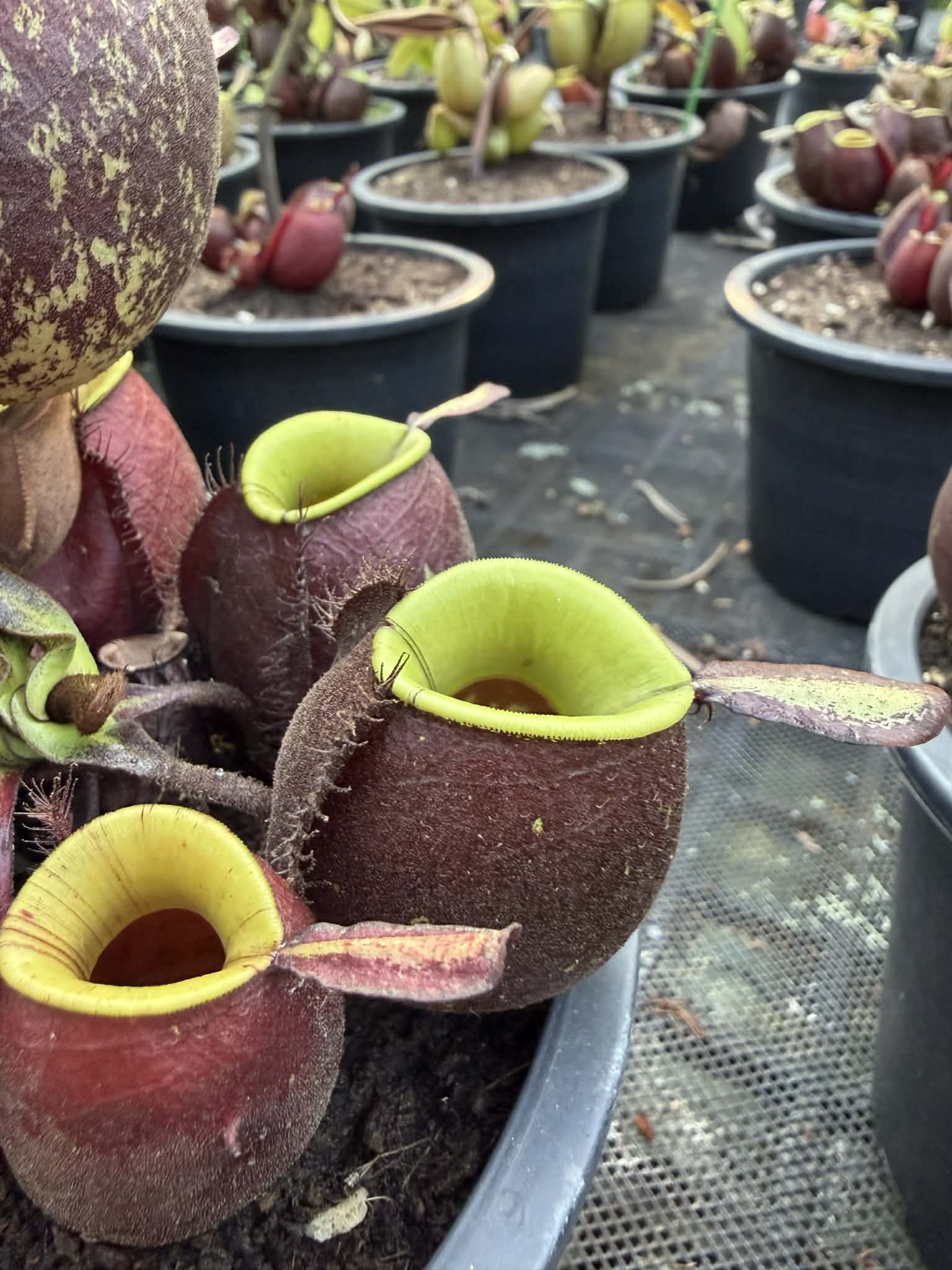 ウラ ベニギョクズイ メサイア カーネリアン BL 希少 brassocattleya-hawaii-stars-