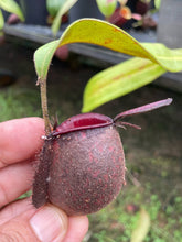 Load image into Gallery viewer, N. ampullaria &#39;Tricolor&#39; - Specimen 3
