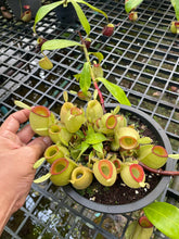 Load image into Gallery viewer, N. ampullaria &#39;Hot Lips&#39; - XXL Specimen 1
