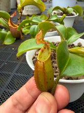 Load image into Gallery viewer, N. veitchii - Specimen 5
